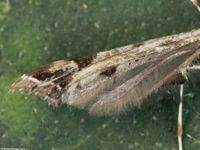 Image oder BIld f&uuml;r Amblyptilia acanthadactyla, Familie Pterophoridae, Federmotten, Geistchen, Kleinschmetterling, Mikro, Falter, Imago